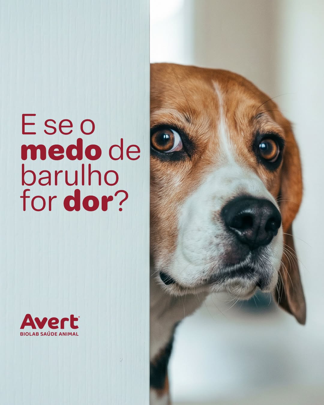Post de Avert Saúde Animal