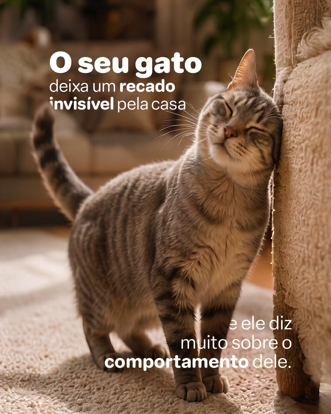 Post de Avert Saúde Animal