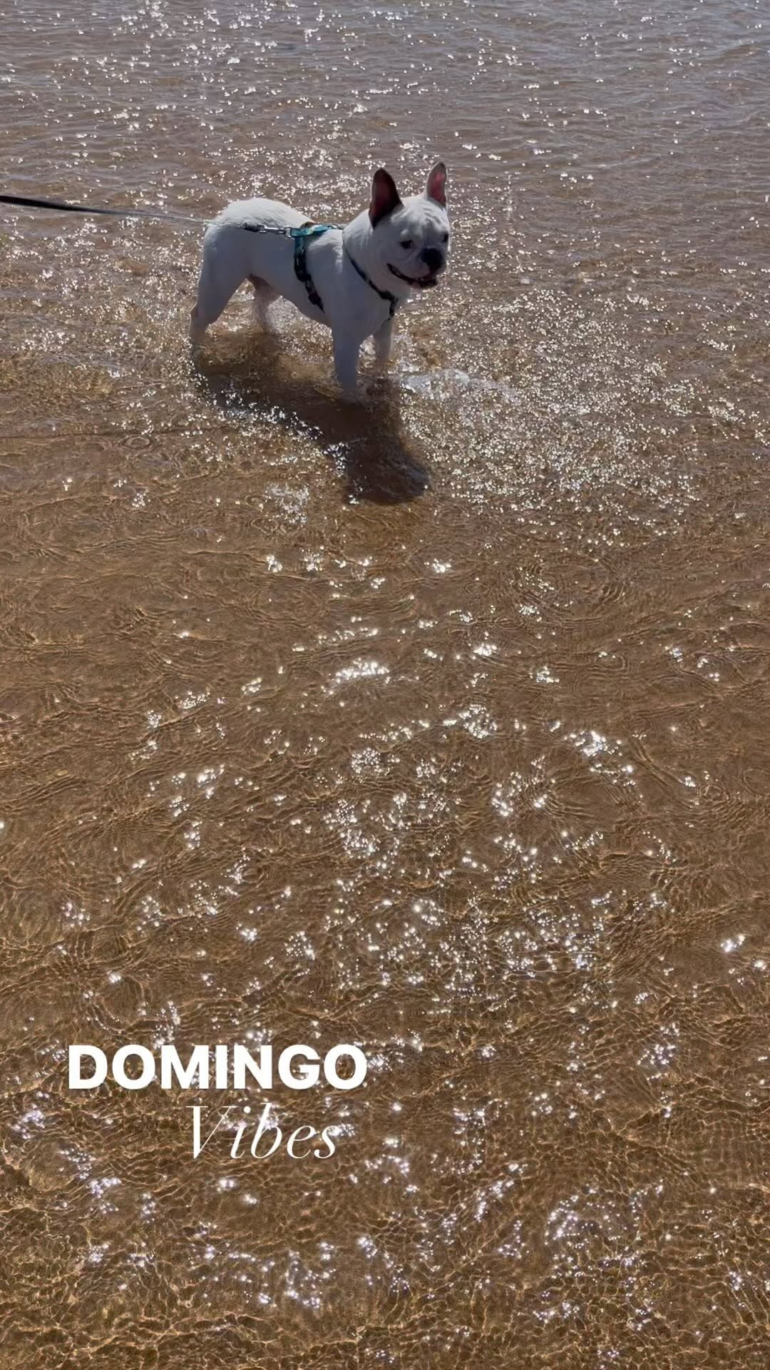 Post de Bono