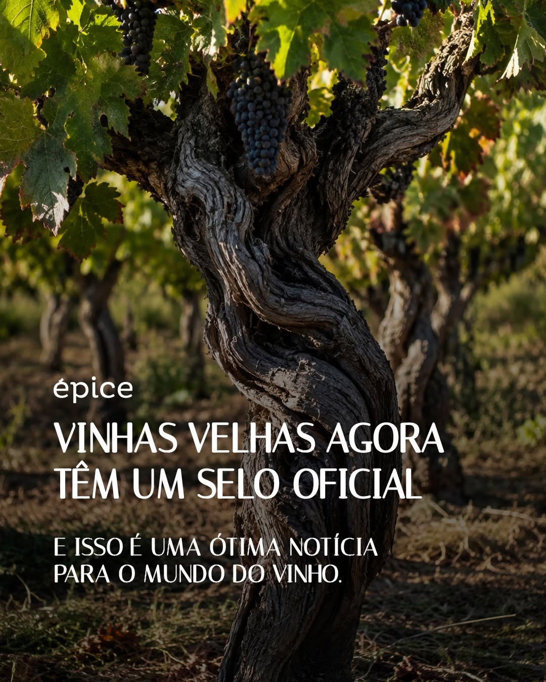 Post de Épice Vinhos