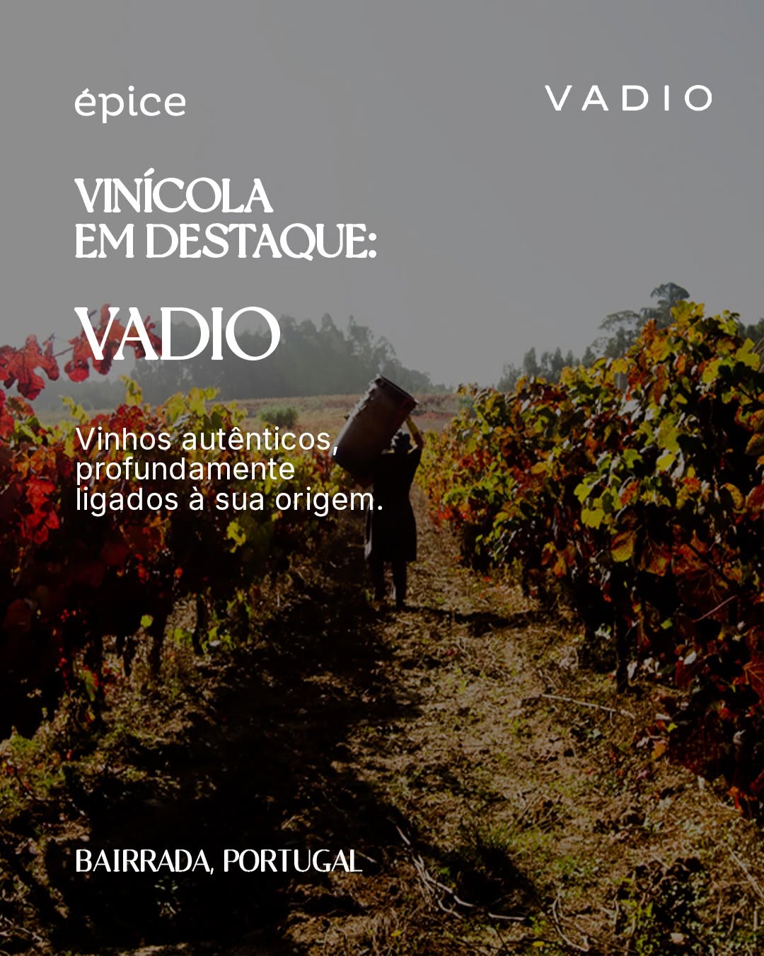 Post de Épice Vinhos