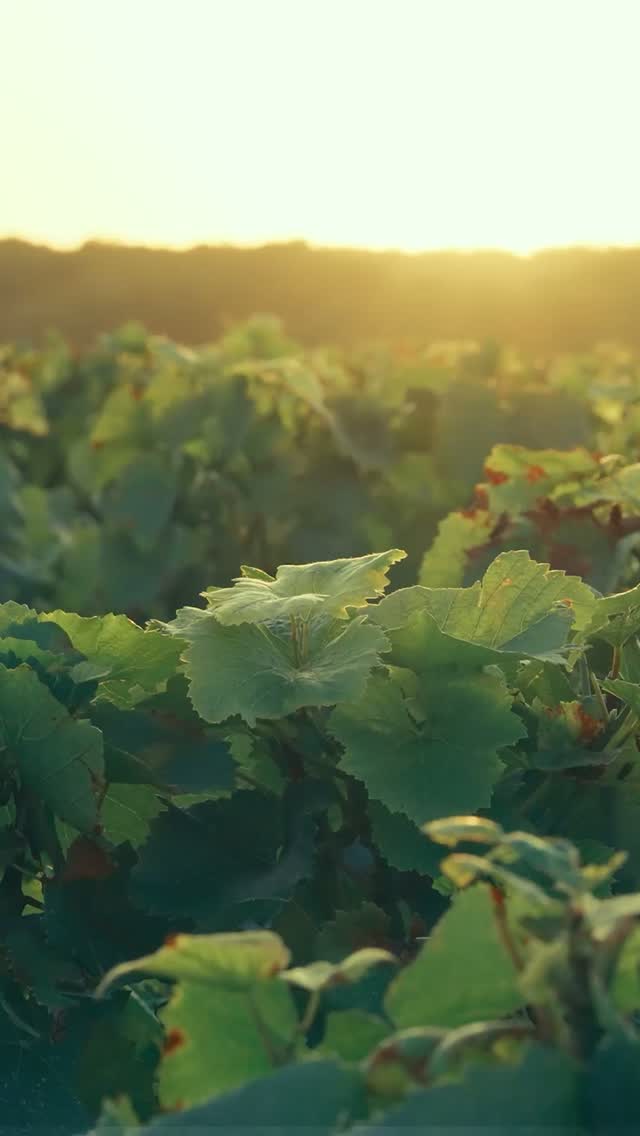 Post de Épice Vinhos