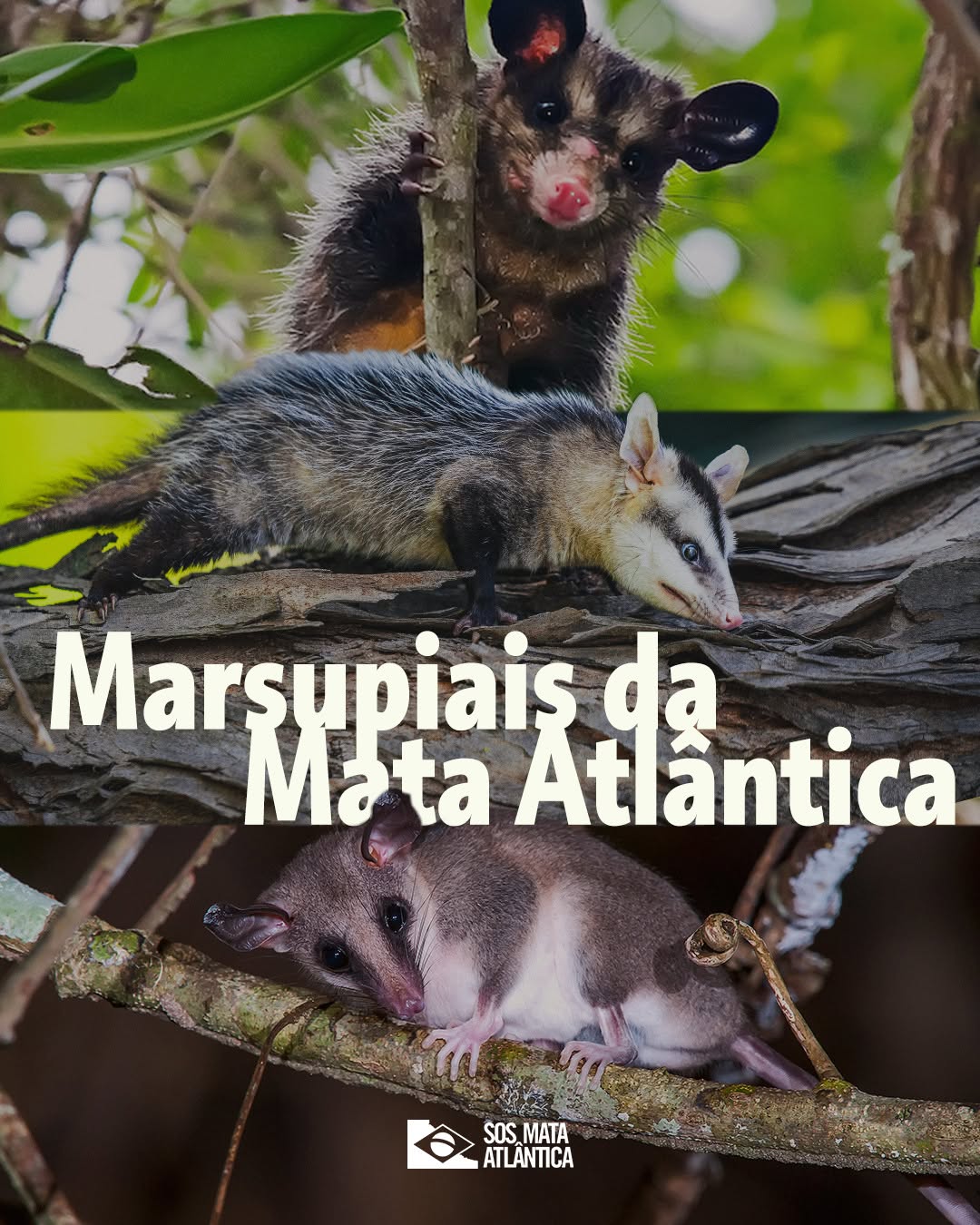 Post de Fundação SOS Mata Atlântica