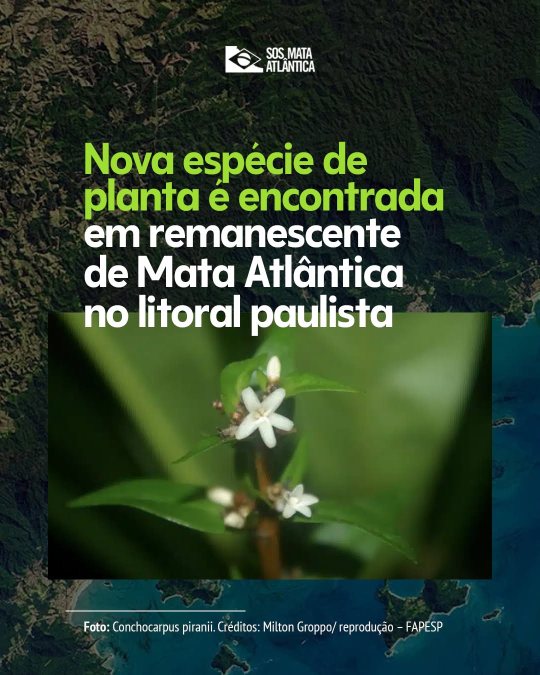 Post de Fundação SOS Mata Atlântica