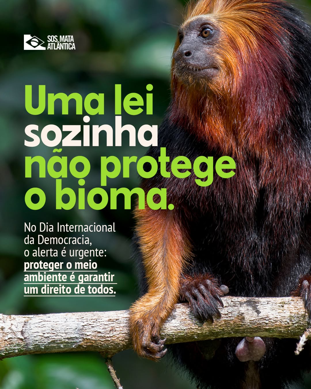 Post de Fundação SOS Mata Atlântica
