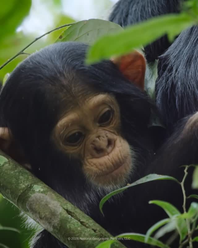 Post de National Geographic