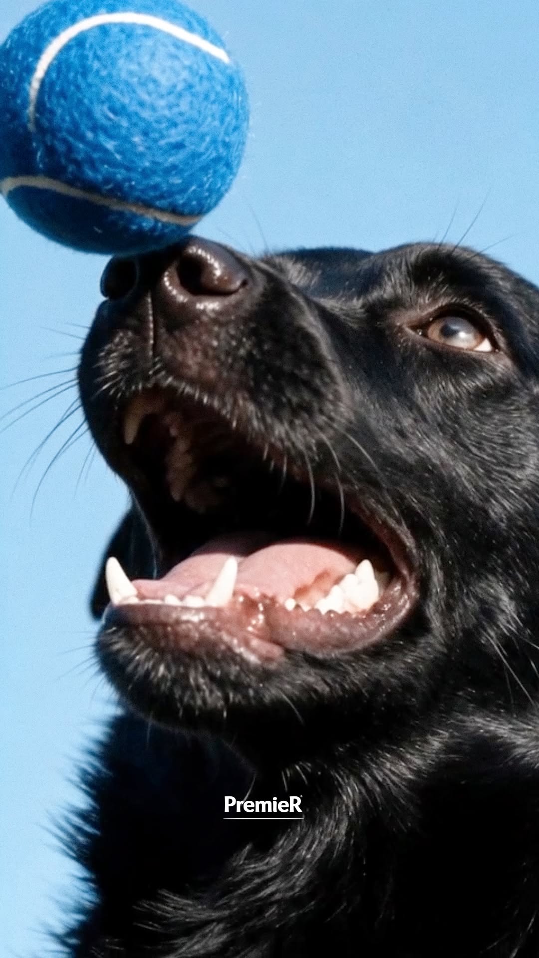 Post de PremieRpet