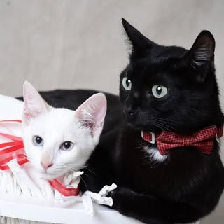 Sansão & Dalila