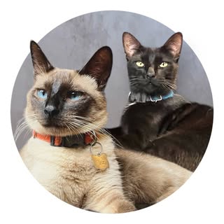 Gatos Gângsters