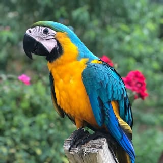 Arara Lola