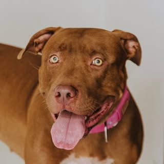 Lara Pitbull